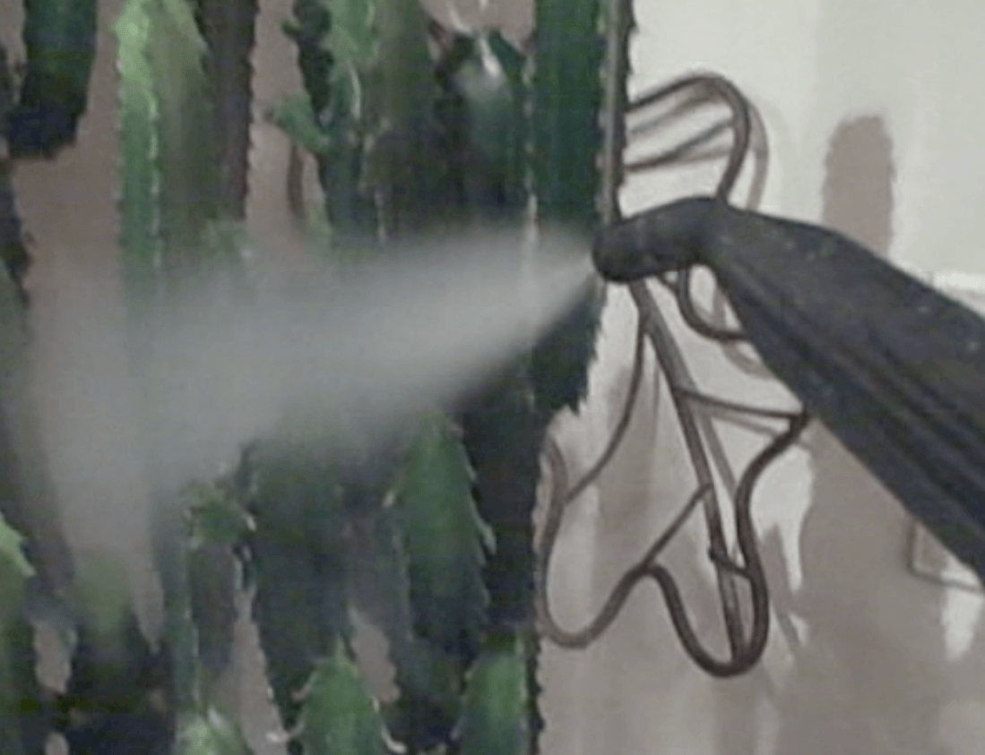 steam clean a cactus